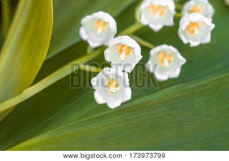 Flower lily of the valley growing in forest in spring closeup natural background