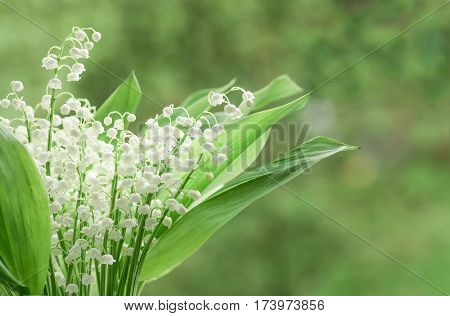 Flower lily of the valley growing in forest in spring closeup natural background
