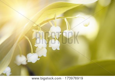 Flower lily of the valley growing in forest in spring closeup natural background
