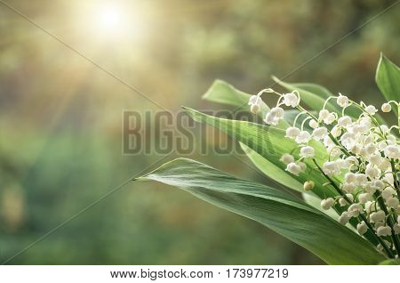 Flower lily of the valley growing in forest in spring closeup natural background