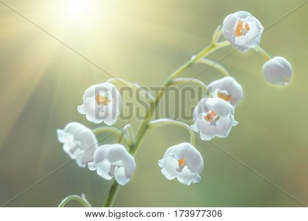 Flower lily of the valley growing in forest in spring closeup natural background