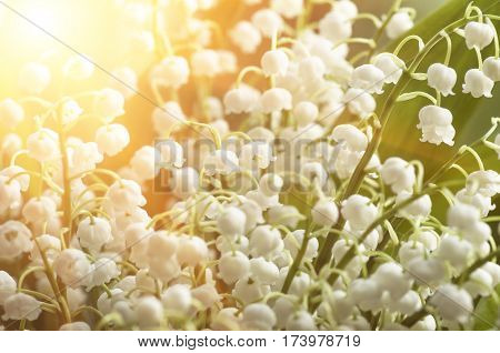Flower lily of the valley growing in forest in spring closeup natural background