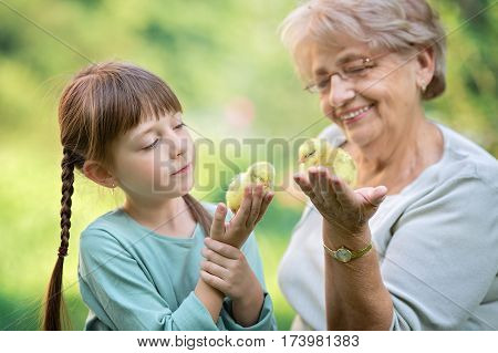 Grandmother with grandaughter are playing with chickens outdoors