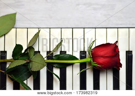 Single red rose on piano keys, horizontal image