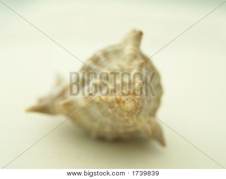 바다 쉘