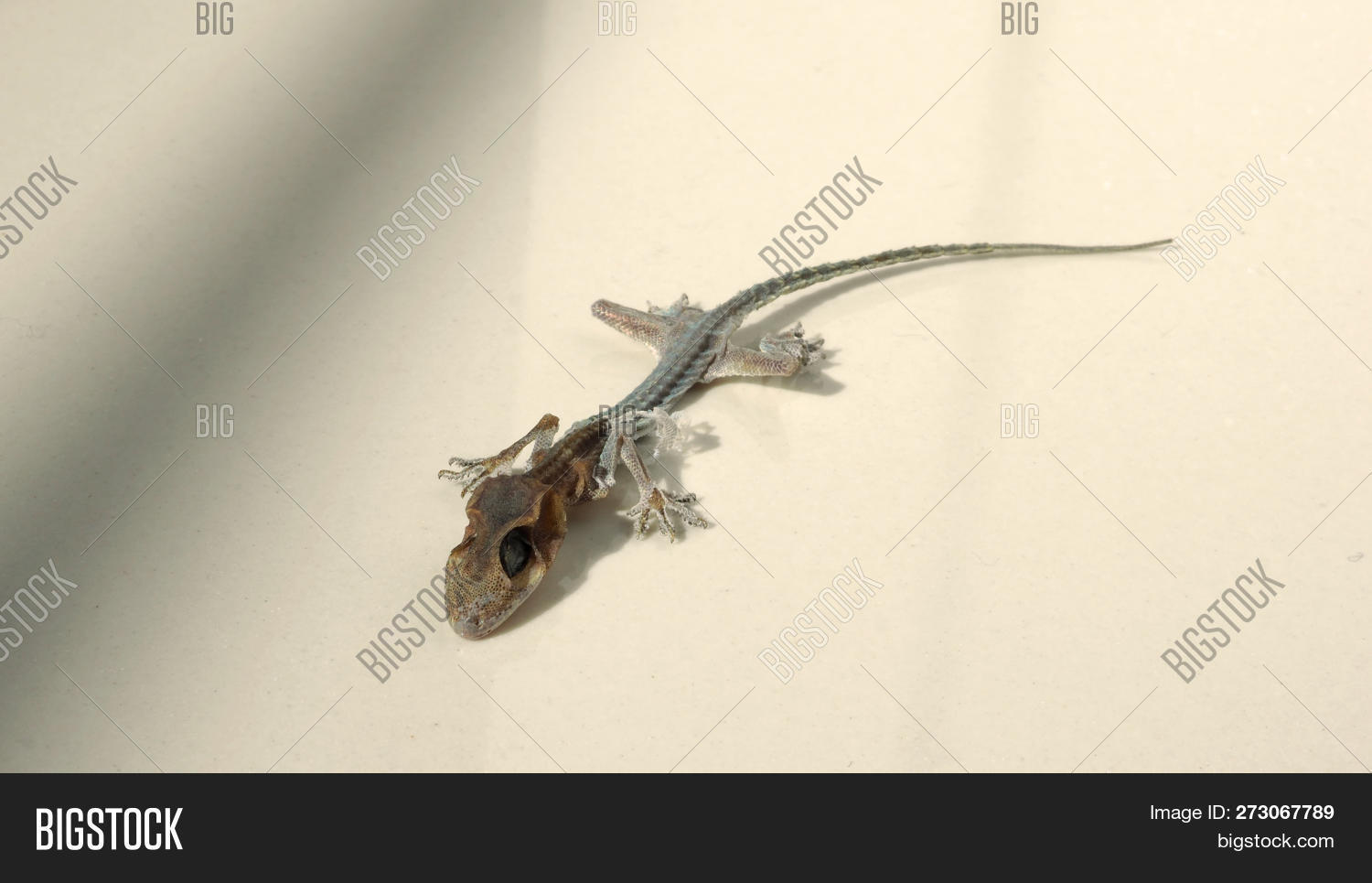 Кожа ящерицы. Огуречная ящерица. Огуречная ящерица. Яйца прыткой ящерицы. Как умирают ящерицы.