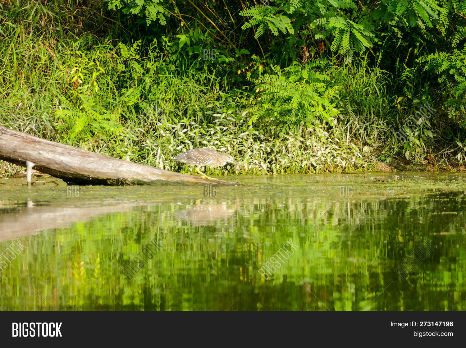 Photo Eurasian Bittern Image & Photo (Free Trial) | Bigstock