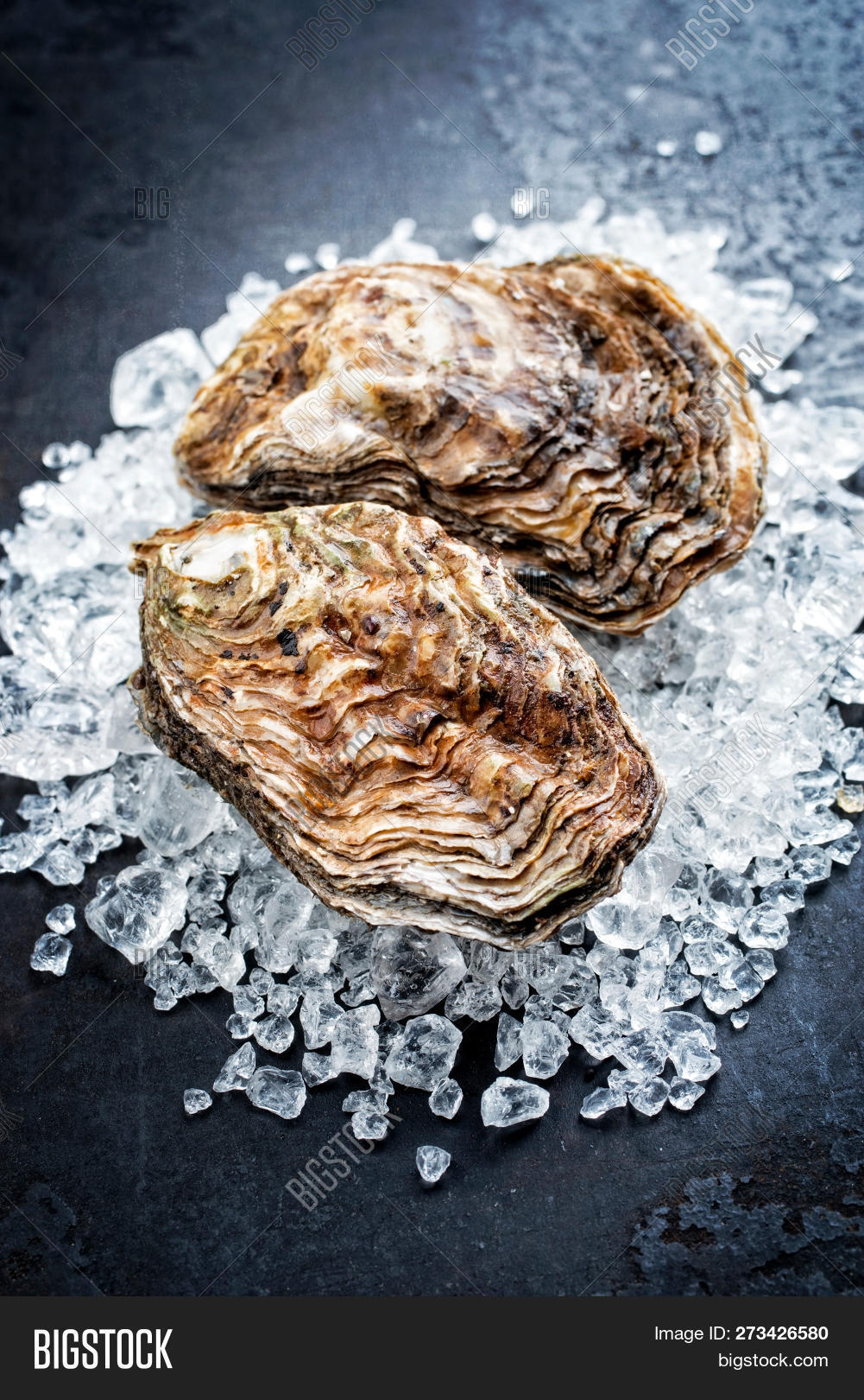 Fresh Rock Oyster Image & Photo (Free Trial) Bigstock