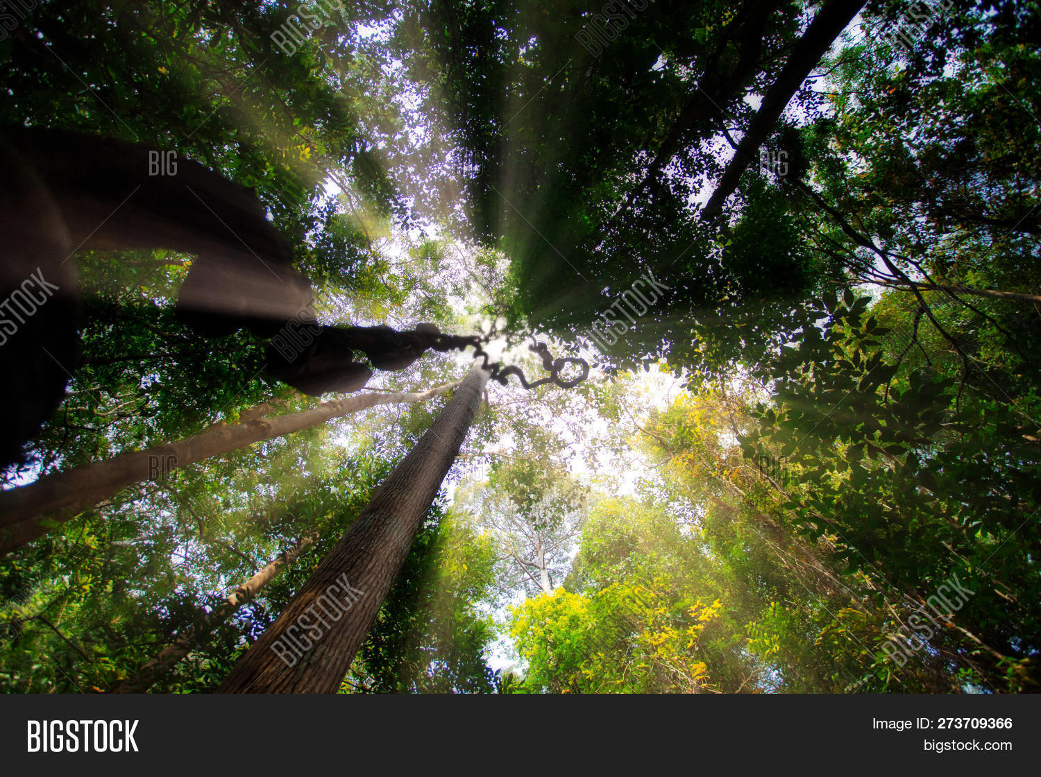 Bottom View Tree Top Image & Photo (Free Trial) | Bigstock