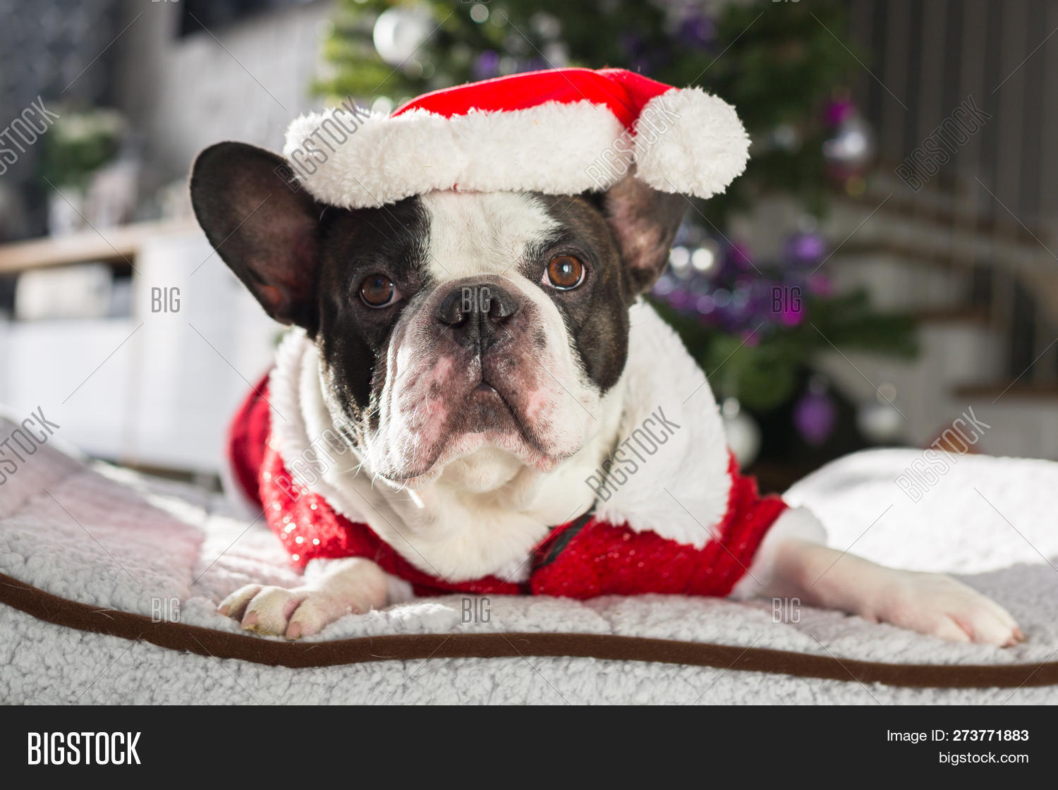 french bulldog christmas costume