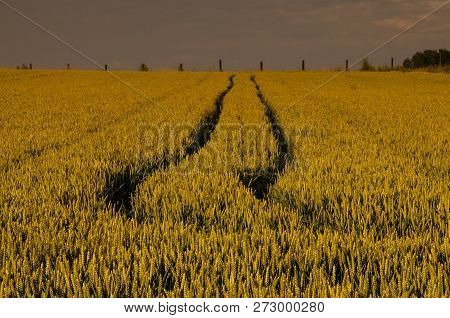 Tyre Tracks Running Through A Wheat Field In East-flanders, Belgium, Around The Golden Hour. Summer 