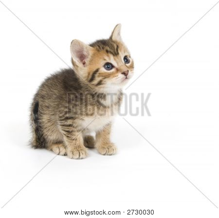 Schüchtern Tabby Kitten
