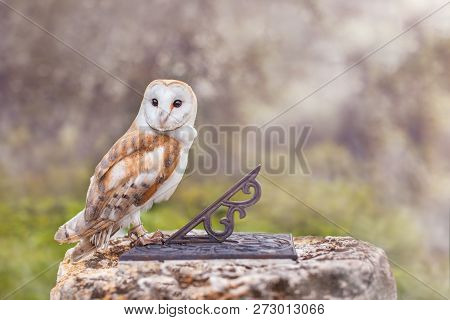 Fabulous Smart Owl Sitting On The Sundial In Front Of Blurry Mystical Background