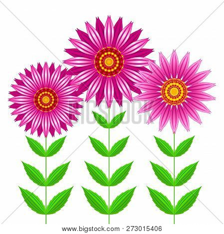 Echinacea Purpurea Flowers Vector Illustration. Vector Illustration Of Group Of Echinacea Purpurea B
