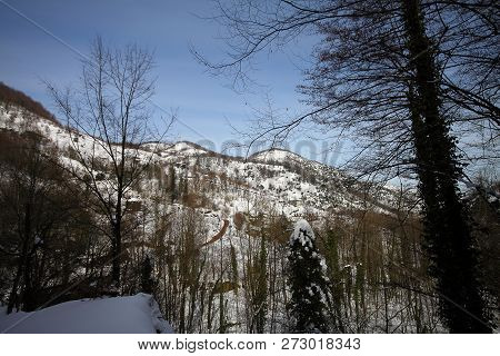 Under The Snow In A Winter Day