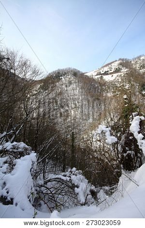 Under The Snow In A Winter Day
