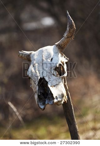 Old Skull einer Kuh mit einem gebrochenen horn