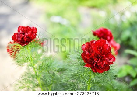 Red Peony Flowers Grown On A Narrow-leaved Garden Flower Bed. Latin Name Is Paeonia Tenuifolia. Back