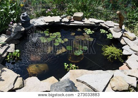 Lily Pond, Goldfish Pond Filled With Clear Water, See Through, Lily Pads, Surrounded By Rocks, Stone