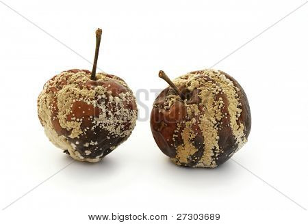 Rotten apple disgustoso su sfondo bianco