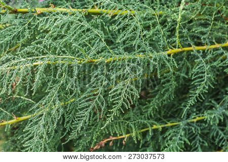A Green Tamarix Gracilis Plant On A Blurred Green Background In Summer