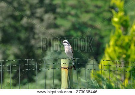 The Red-backed Shrike (lanius Collurio) Is A Carnivorous Passerine Bird And Member Of The Shrike Fam