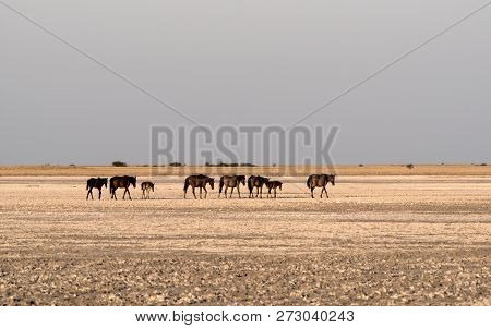 Horses On Makgadikgadi Pan, Nwetwe Pan In Botswana