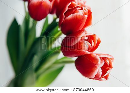 Red Tulips On White Background. Celebration Of Woman's Day