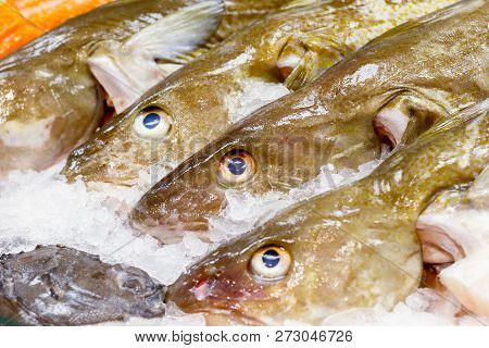 Fresh Cod On Ice For Sale At Billingsgate Fish Market In Poplar In London