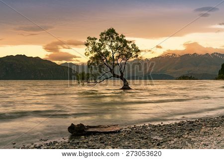 Sunset Over Alone Tree In Wanaka Water Lake, New Zealand Summer Natural Landscape