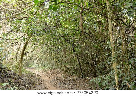 Foothpath To Waterfall At Jetkod-pongkonsao Travel Location In Thailand