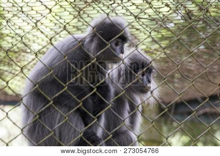 Cuc Phuong National Park, Vietnam - January 02, 2017: Gibbons In Rescue Center For Primates