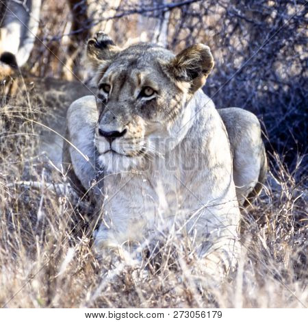 Lion, (panthera Leo), Kwa Mbili, Mpumalanga, South Africa, Africa