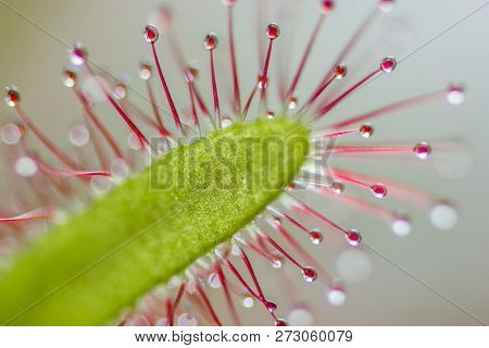 Drosera Intermedia In Close Up With Macro