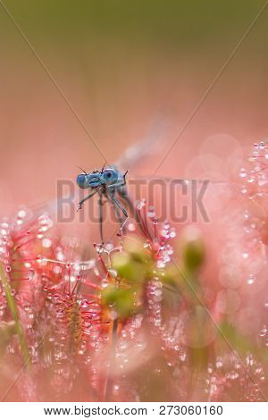 Damselfly Trapped In Sundew,drosera Intermedia In Nature In Summer