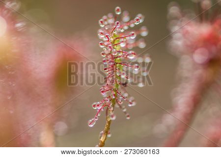 Sundew,drosera Intermedia In Nature Outdoor In The Summer In Belgium
