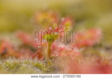 Sundew,drosera Intermedia Out In Nature In Belgium