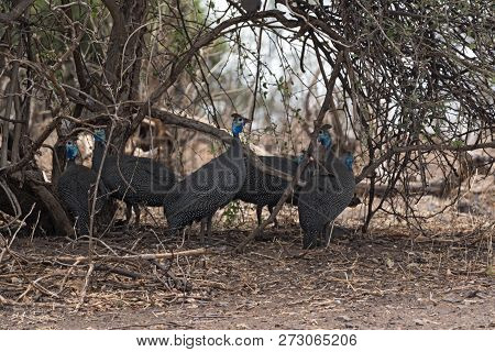Helmeted Guineafowl In The Shade Of A Bush, Botswana, Africa