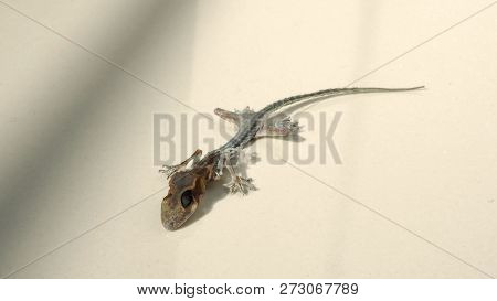 Close-up Images Of Asia Small Dead Lizard