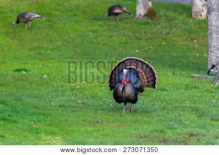 Adult Tom Turkey