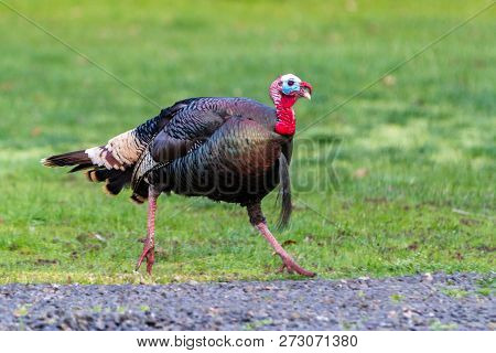 Young Tom Turkey