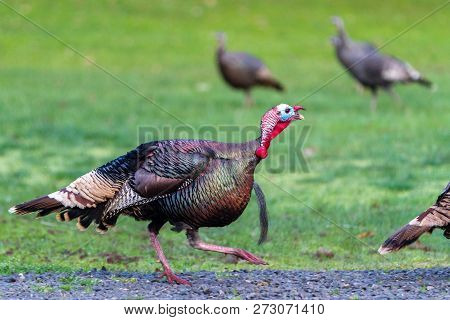 Young Tom Turkey