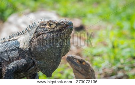 Large Black Iguana (ctenosaura Similis) Sunning Himself On A Tree Trunk.