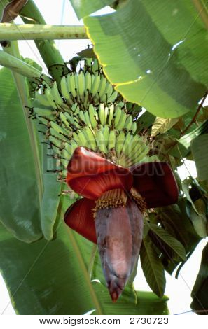 Planta bananeira