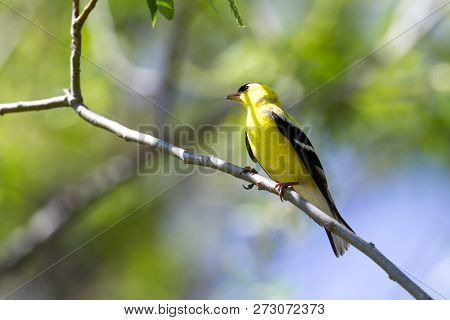 American Goldfinch - Spinus Tristis