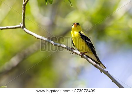 American Goldfinch - Spinus Tristis