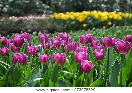 Bright Dark Pink Tulips Blooming In The Garden, Blurred Background, Selective Focus.
