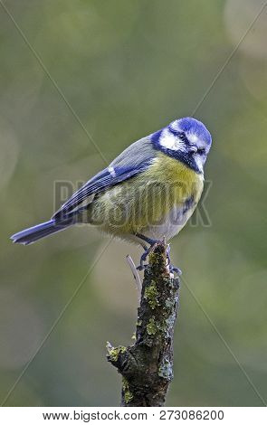 Blue Tit Perched On A Stump In Local Woodlands