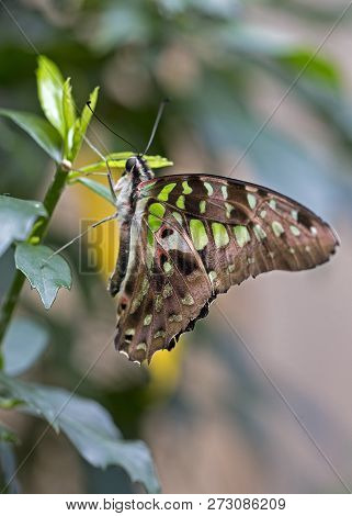 Common Jay Butterfly At Rest Wings Closed On Flower