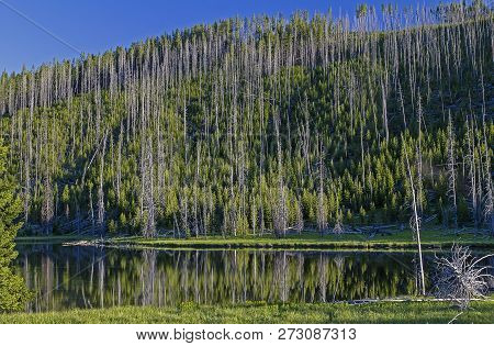 Tree Reflections In Lake In Yellowstone National Park